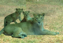 Lion Cubs, Kutki and Bhunki displayed on 2nd Anniversary of Jambu Zoo