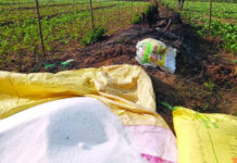Government Finalising Urea Imports, Assures Adequate Fertiliser Supply for Kharif