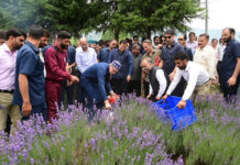 CM Omar Abdullah InauguratesLavender Festival at Nunar