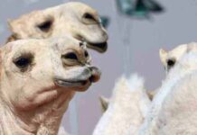 India’s rare white Malvi camel on brinkof extinction, only 102 remain