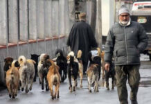 Address stray dog menace in Srinagar: J&K CM to officials