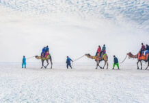 How the Banni Grassland Revival is Elevating Kutch’s Global Tourism Standing